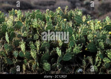 Pricly Pera selvatica verde Cactus succulente Foto Stock