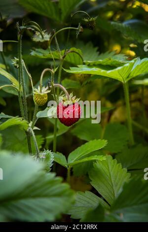 Fragole rosse piante, bacche e foglie in giardino. Luce naturale in vero giardino. Fuoco selettivo sfondo verticale con spazio di copia. Sana eatina Foto Stock