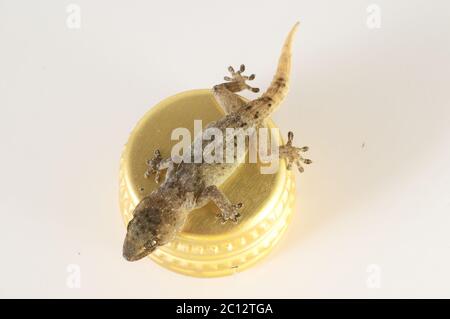 Piccolo geco lucertola e tappo di bottiglia Foto Stock