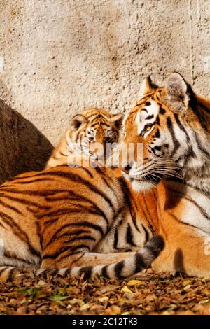 La tigre mamma allo zoo con il suo cucciolo di tigre - Foto di sole Foto Stock