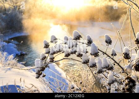 Boccola albero in inverno Neve a sunrise e foschia sopra l'acqua Foto Stock