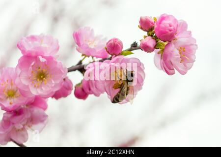 Ape su Sakura fiori in fiore impollinazione primo piano. Ramo di fiori rosa di skura su un baground leggero con ape su un fiore collectin polline e pollinati Foto Stock