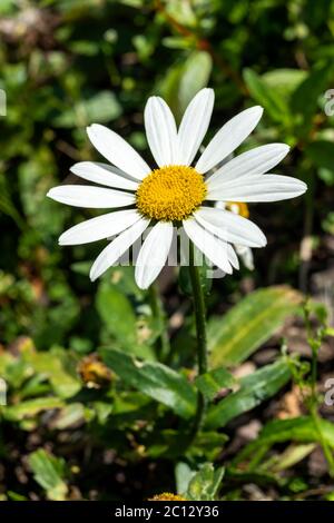 Leucanthemum x superbum 'Swowcap' una pianta di fiori perenni di autunno erbaceo bianco comunemente conosciuta come Shasta Daisy Foto Stock