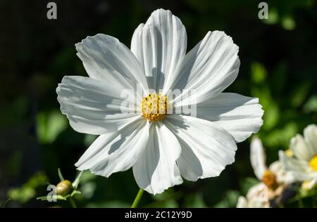 COSMOS bipinnatus 'sonata White' una pianta di fiori annuali di autunno erbacea bianca comunemente conosciuta come Aster messicana Foto Stock