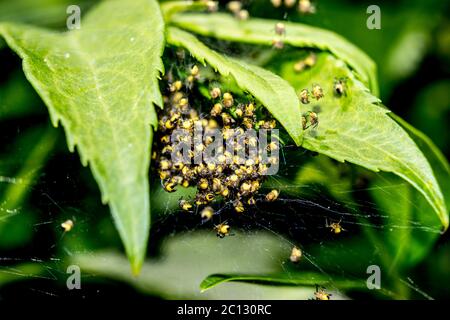 Macro di nido ragno con ragni da giardino giallo araneus diadematus sulle foglie della foresta Foto Stock