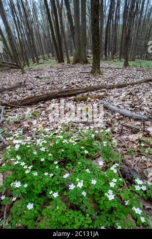 Wood Anemone, Anemone quinquefolia, fioritura nella riserva di Lepard nella contea di Kent, Michigan, Stati Uniti Foto Stock