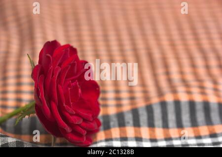 Primo piano di una rosa rossa su una superficie neutra per aggiungere testo o grafica nello spazio di copia Foto Stock