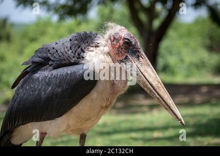 Ritratto di una cicogna marabù (Leptoptilos crumenifer) sulle rive del canale di Kazinga, Parco Nazionale della Regina Elisabetta, Uganda Foto Stock