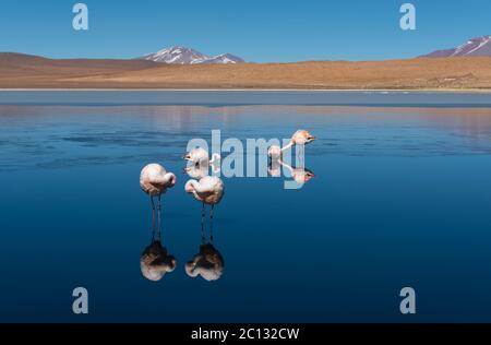 Hedionda Lagoon con James Flamingos (Fenicottero jamesi), deserto salato pianeggiante di Uyuni, Bolivia. Foto Stock