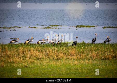 Gru coronata grigia o gru cresta (Baleari regolorum gibbericeps) si affollano sul fiume Nilo nel Murchison Falls National Park, Uganda Foto Stock