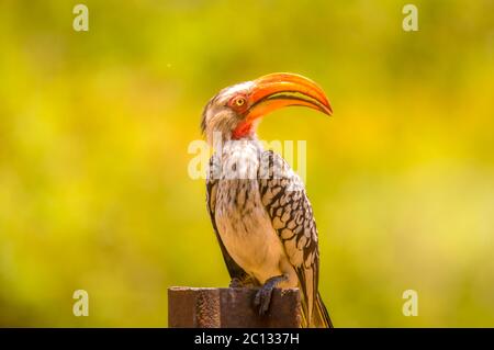 Una bolletta gialla nel parco Kruger in Sud Africa Foto Stock