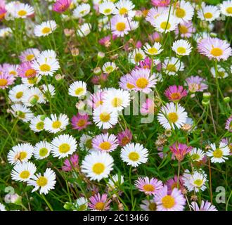 Margherite rosa e bianca in un prato di fiori Foto Stock