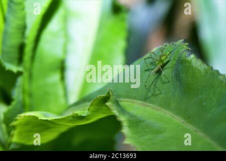 Ragno lince verde. Foto Stock