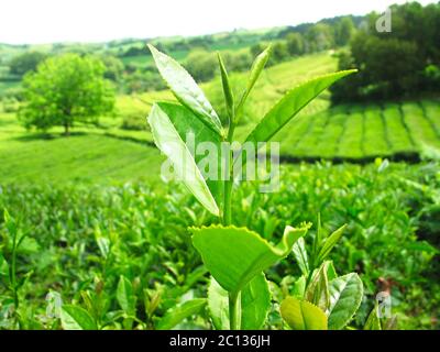 Foglie verdi di pianta del tè, vista ravvicinata con piante in file verdi in campi in background. Foto Stock