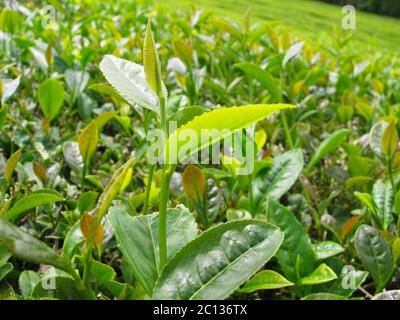 Tè piantagione vista piante da tè biologiche. Foto Stock
