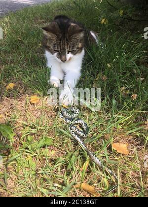 Serpente di erba morta, Natrix natrix, catturato da un gatto in giardino Foto Stock