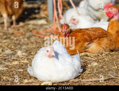 primo piano su una gallina che si aggirano liberamente in un lussureggiante paddock verde Foto Stock