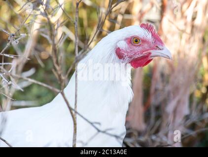 primo piano su una gallina che si aggirano liberamente in un lussureggiante paddock verde Foto Stock