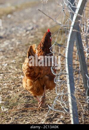 primo piano su una gallina che si aggirano liberamente in un lussureggiante paddock verde Foto Stock