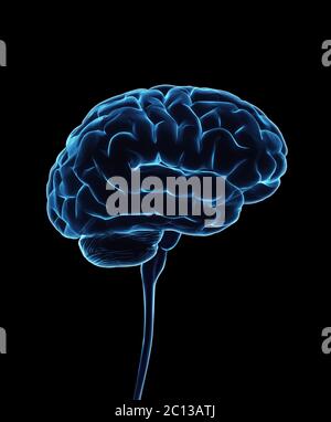 Sistema nervoso centrale. Cervello e midollo spinale con tracciato di ritaglio incluso. Illustrazione concettuale del cervello 3D. Foto Stock