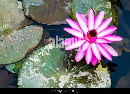 un solitario rosa brillante e bianco giglio di acqua fiorisce circondato da giglio in uno stagno con spazio di copia Foto Stock