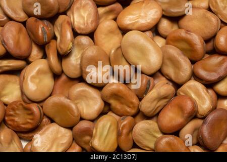 Semi di fagioli larghi, varietà Aquadulce, fotografato in studio. Foto Stock