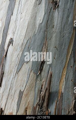 Strisce di corteccia grigie, blu, argentate e gialle su un albero di eucalipto. Foto Stock