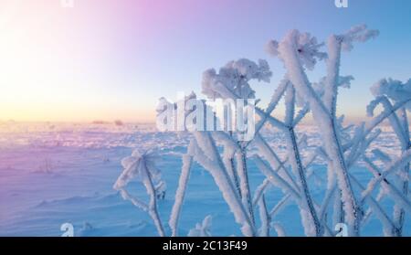 Paesaggio invernale.Frozenned fiore Foto Stock