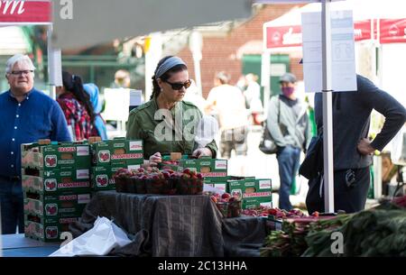 Toronto, Canada. 13 Giugno 2020. La gente si allineerà con una distanza fisica per comprare le fragole in un mercato all'aperto a Toronto, Canada, il 13 giugno 2020. Alcuni mercati agricoli a Toronto riaprirono sabato in mezzo alla pandemia COVID-19. Credit: Zou Zheng/Xinhua/Alamy Live News Foto Stock