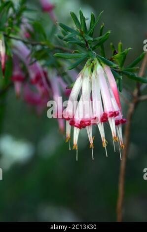 Fiori tubolari a forma di campana della nativa australiana cinque angoli rossi, Styphelia tuberiflora, dalla famiglia di guarigacee Epacridaceae. Endemico a foresta secca Foto Stock