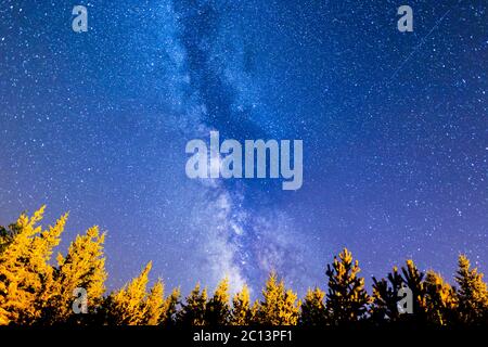 Pini e la Via Lattea Foto Stock