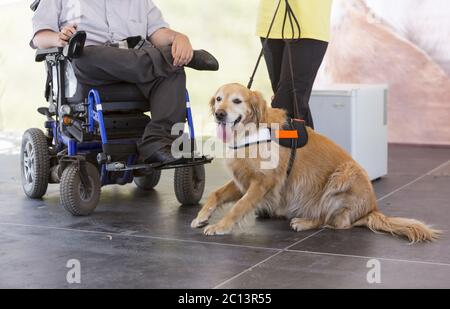 Guida e assistenza cane Foto Stock