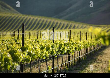 Regione vinicola intorno a Santa Maria, California, filari di vigneti tra dolci colline, vigneti in primo piano, retroilluminati. Foto Stock