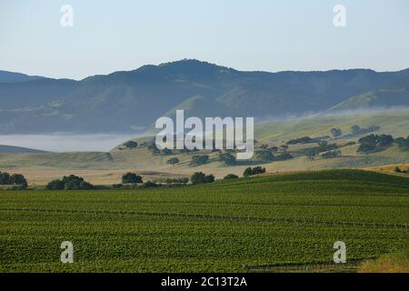 Regione vinicola intorno a Santa Maria, California, filari di vigneti tra colline ondulate, querce e cime collinari. Foto Stock