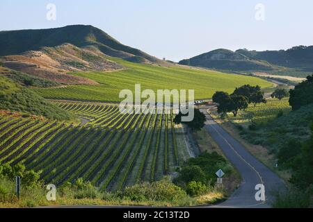 Regione vinicola intorno a Santa Maria, California, filari di vigneti tra colline ondulate, querce e cime collinari. Foto Stock