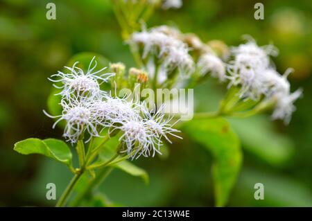 Splendidi fiori della pianta comunista (Chromolaena odorata) con alcune parti a fuoco che formano un bellissimo sfondo. Foto Stock