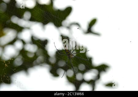 grande ragno sul suo web con alcune parti a fuoco Foto Stock