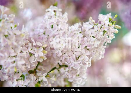 Fiori lilla bianchi isolati su sfondo sfocato. Foto Stock