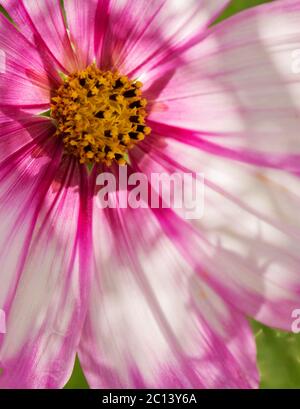 Macro Foto di rosa Cosmo fiore in giardino estivo. Foto Stock