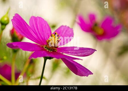 Macro Shot di rosa Cosmos fiore. Foto Stock