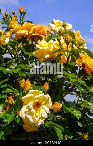 Rosa rampicante giallo arancio Rosa Maigold, piena fioritura in giardino Foto Stock