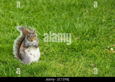 Scoiattolo In un'Erba Foto Stock