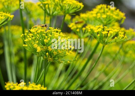 Fiori gialli di aneto da vicino. Foto Stock