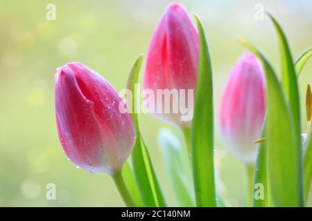 Tulipani rosa isolati su sfondo verde. Foto Stock