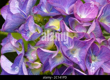 Immagine macro di Blue Hydrangea flower. Foto Stock