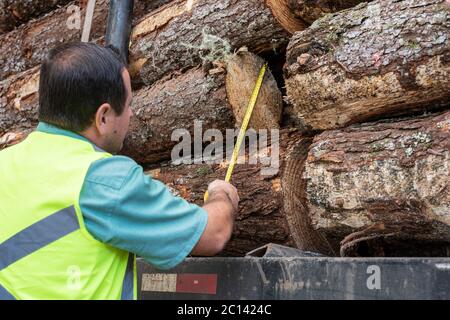 operatore che controlla la qualità delle dimensioni del tronco di legno del prodotto con un nastro di misurazione Foto Stock