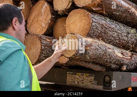 operatore che controlla la qualità del tronco di legno del prodotto con le mani Foto Stock