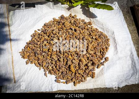 Caffè speciale da Bali Foto Stock