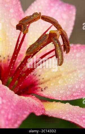 Vista del fiore rosa di giglio in primo piano. Foto Stock