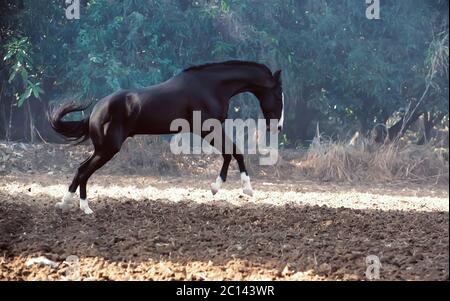Esecuzione di marwari stallone nero in libertà Foto Stock